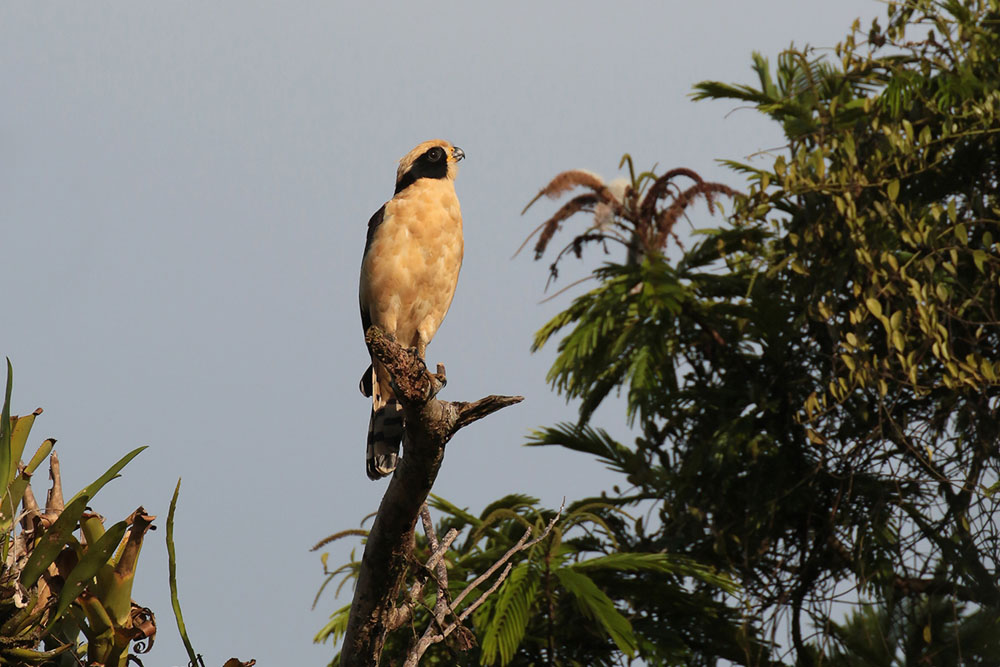 Laughing Falcon